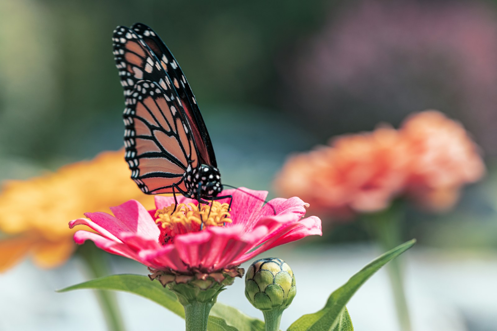 Monarch butterfly perched on pink flower in close up photography during daytime