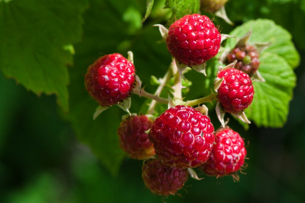 Red raspberry fruit in close up photography
