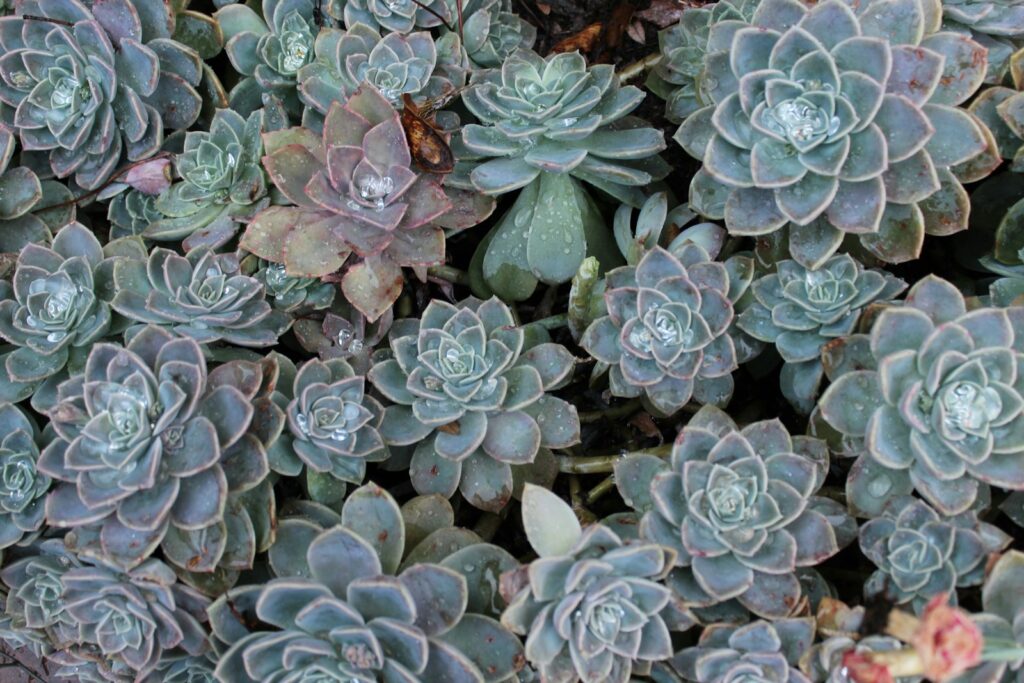 A group of flowers