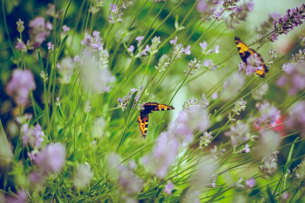 Colorful butterflies flutter among vibrant lavender flowers in a serene garden setting, showcasing nature's beauty.
