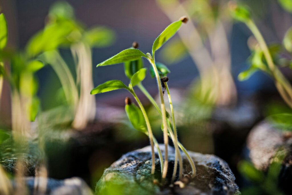 A close up of a plant growing out of a rock