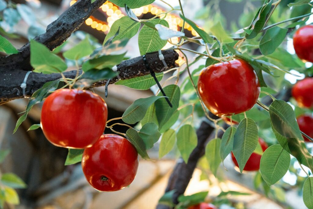 A group of apples on a tree