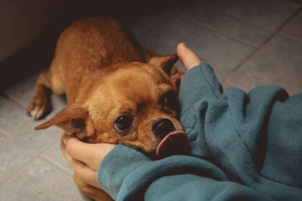 Brown chihuahua on blue textile