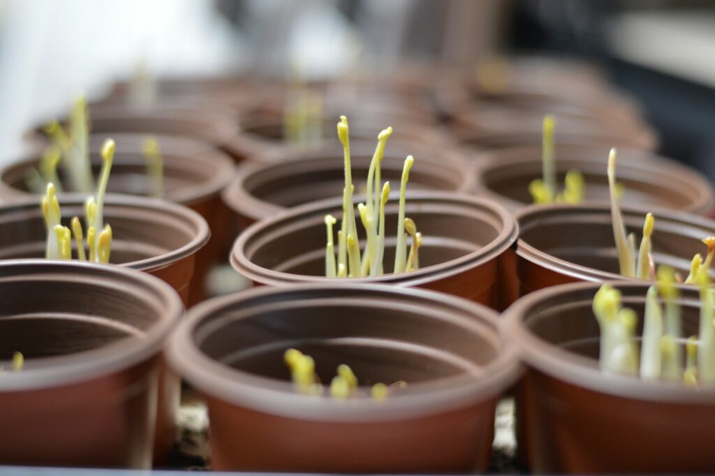 Seedlings are sprouting in brown pots.