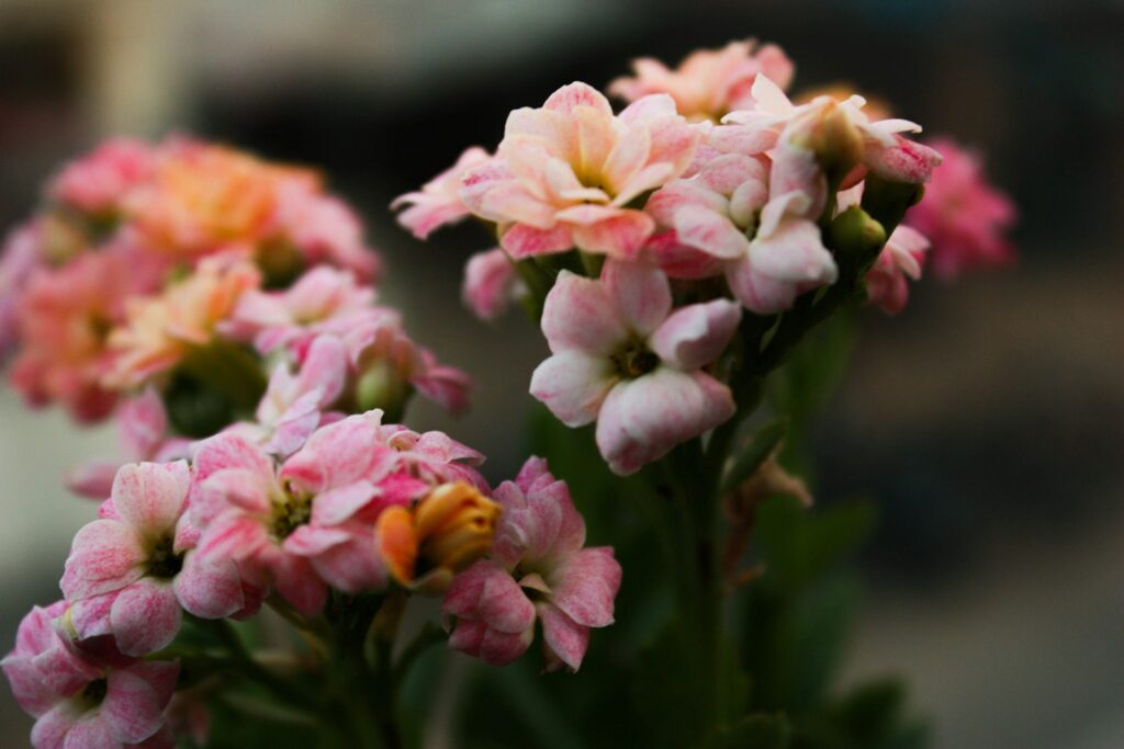 A bunch of pink and yellow flowers in a vase