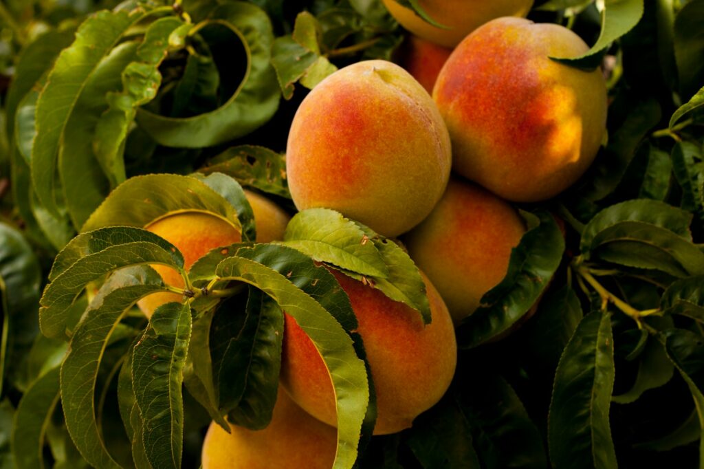 Unharvested ripe peach fruits at daytime