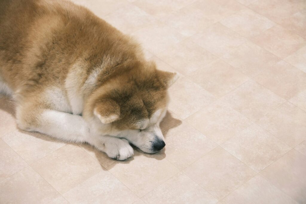 A brown and white dog laying on a tile floor