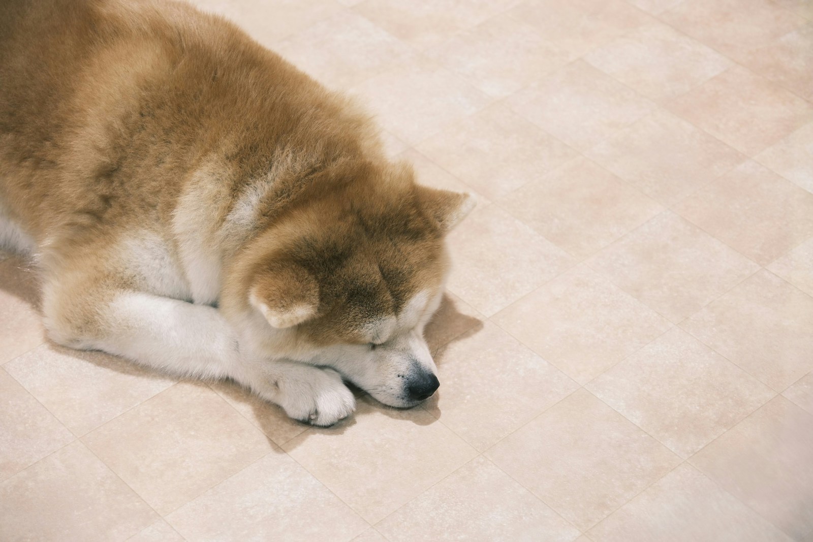 A brown and white dog laying on a tile floor