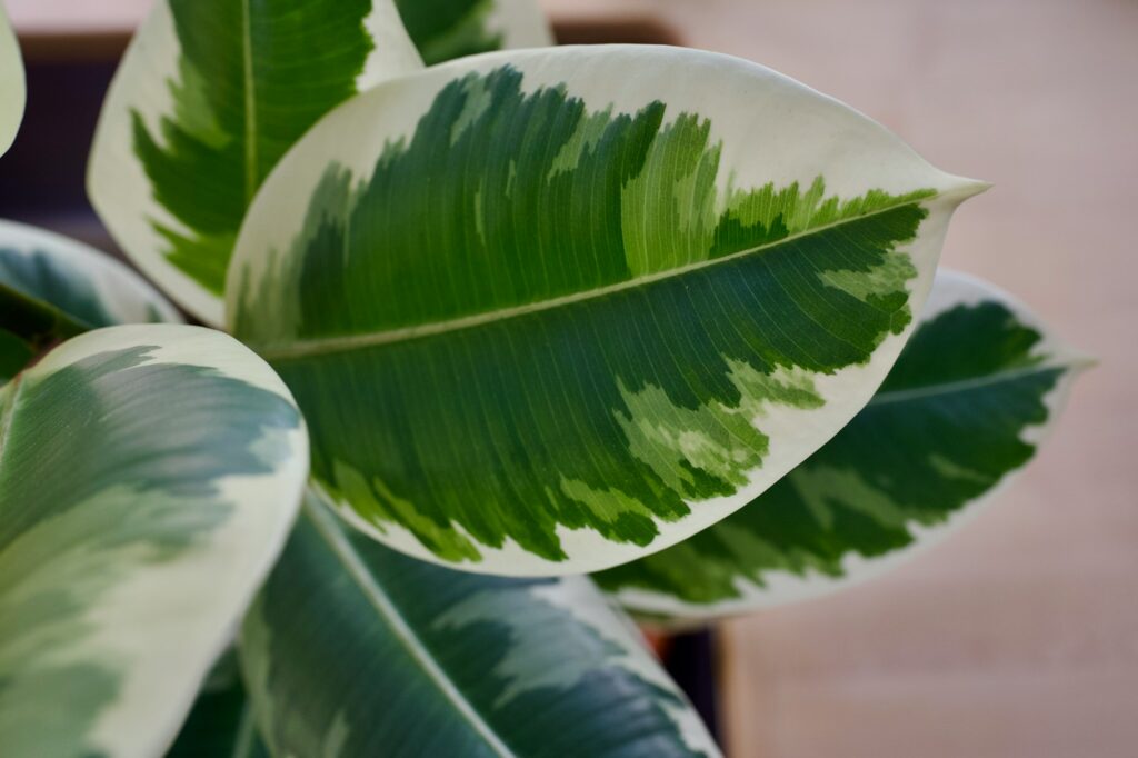 A close up of a green and white plant