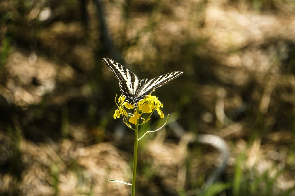 A butterfly sitting on top of a yellow flower