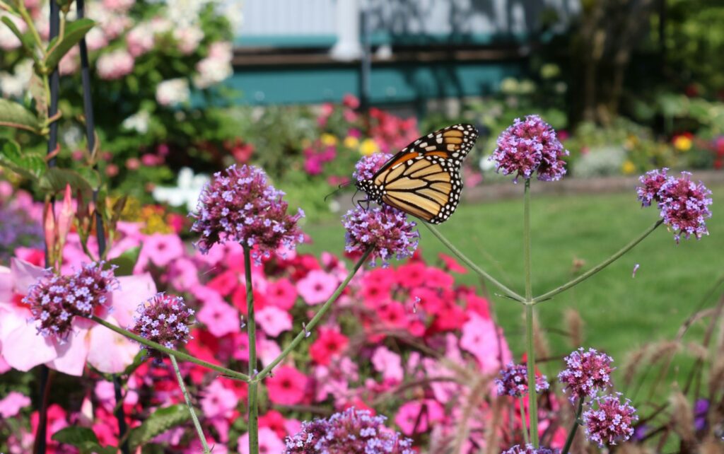 Monarch butterfly perched on purple flower during daytime.
