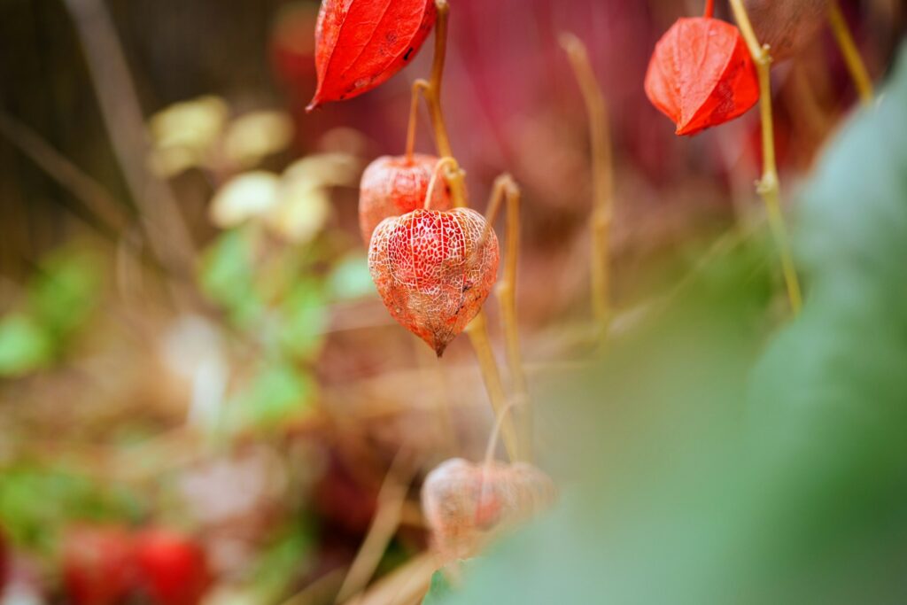 A close up of a plant with red flowers