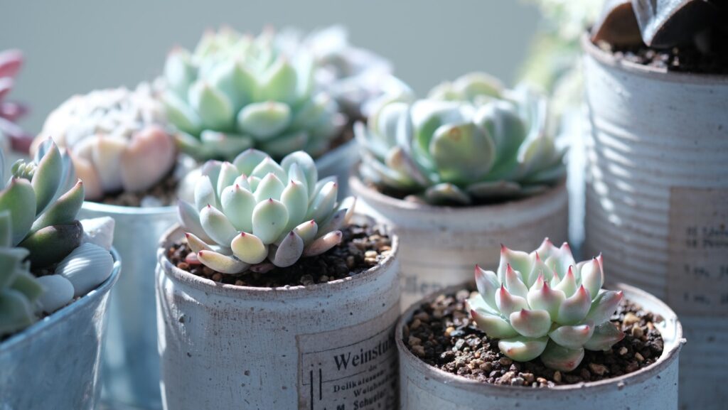 Green succulent plants in gray pots
