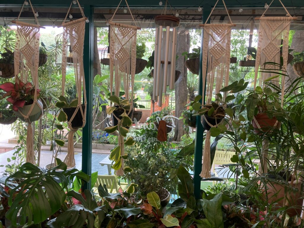 A room filled with lots of potted plants