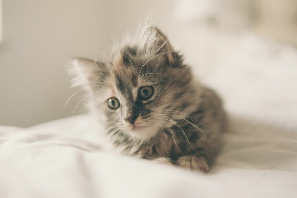 Close up photo of kitten lying on white textile