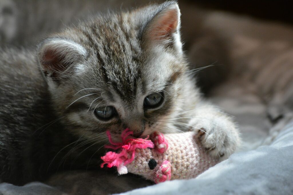 Silver tabby kitten on pink and white polka dot textile