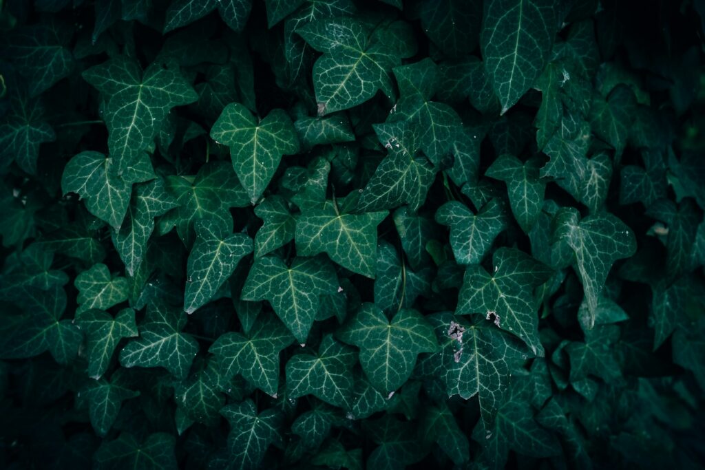 A bunch of green leaves that are on the ground