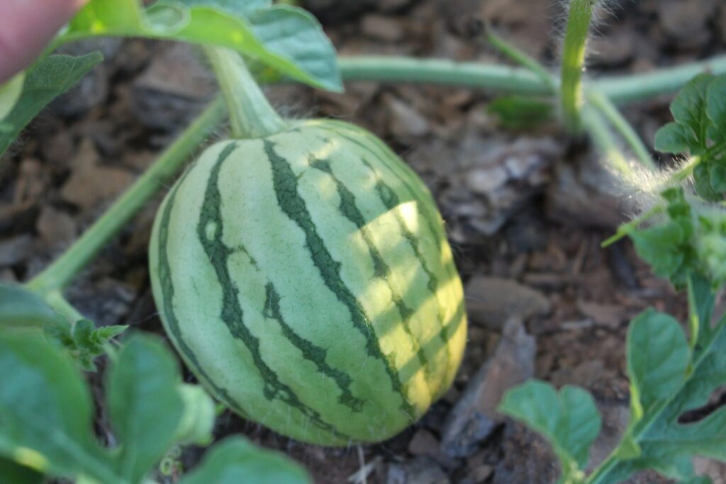 A hand holding a watermelon in a garden