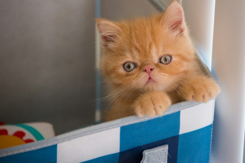 Orange tabby kitten