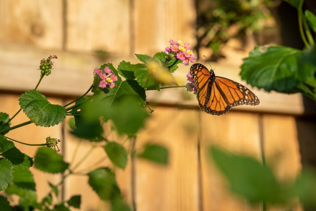 A vibrant monarch butterfly perched delicately on a colorful flower, showcasing nature's beauty and intricate details.