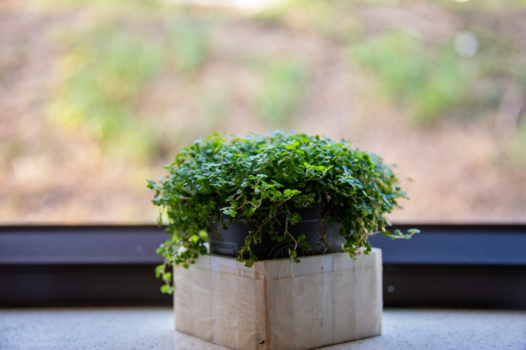 A potted plant sitting on top of a window sill