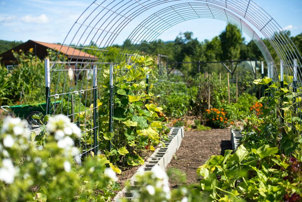 Green plants on garden during daytime