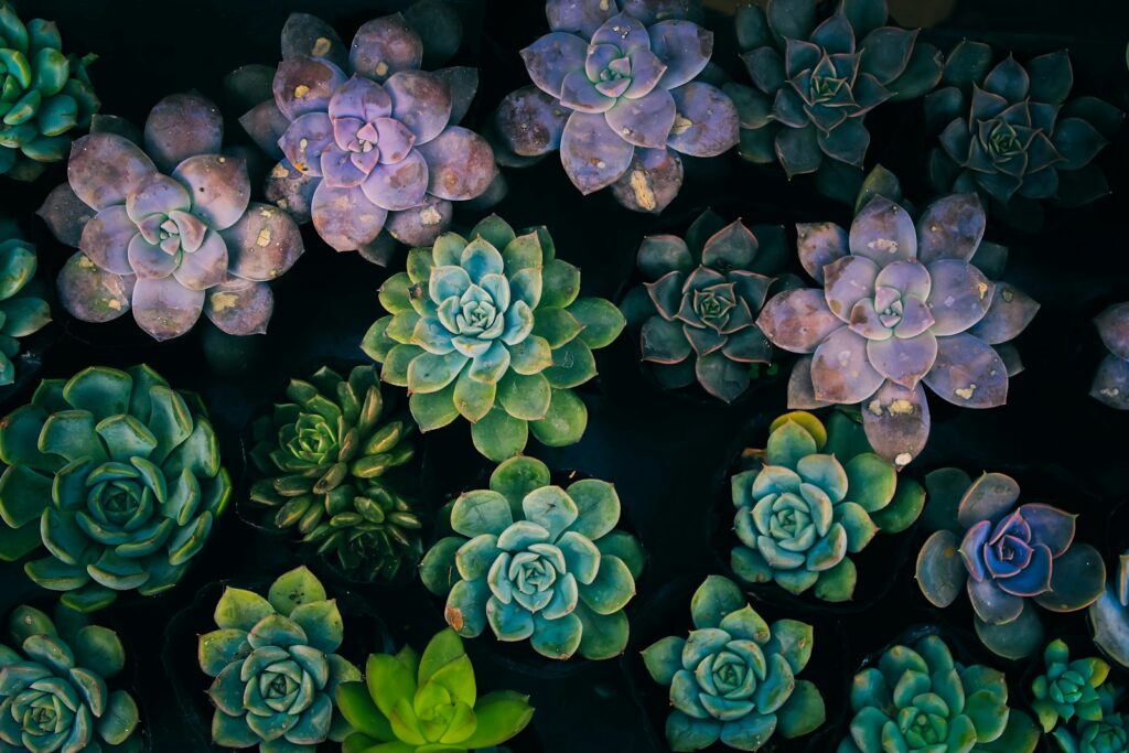High-angle view of succulent plants