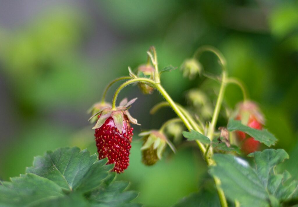 A close up of a strawberry on a plant