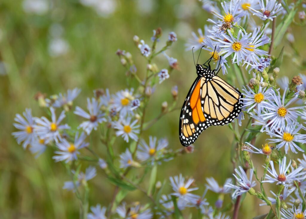 A monarch butterfly delicately perched on a vibrant blue flower, showcasing its striking orange and black wings.