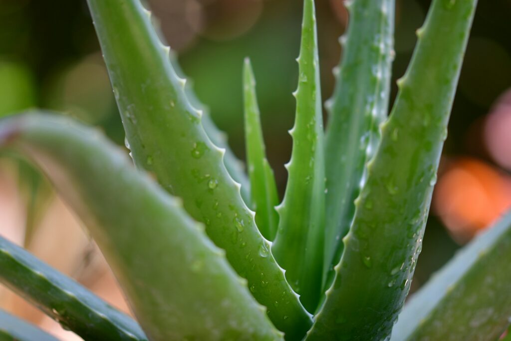 Green aloe vera plant
