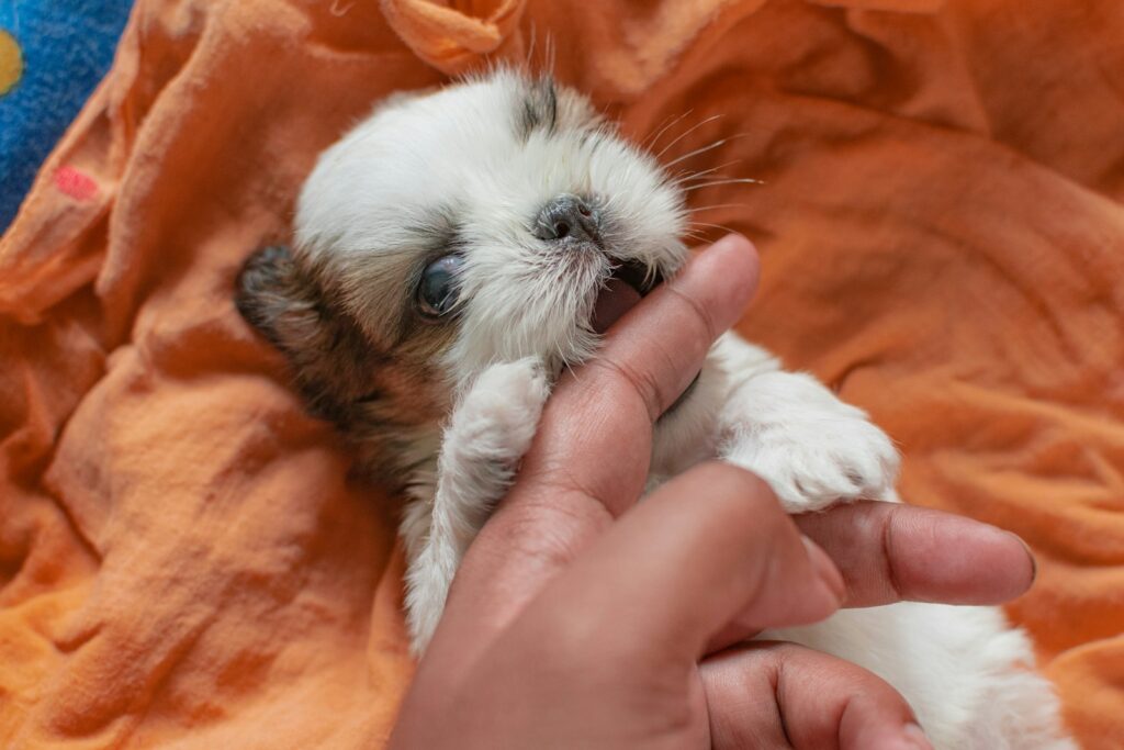White and brown long haired small dog