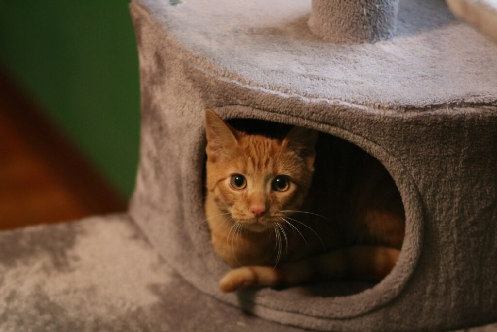 A cat is peeking out of a cat house