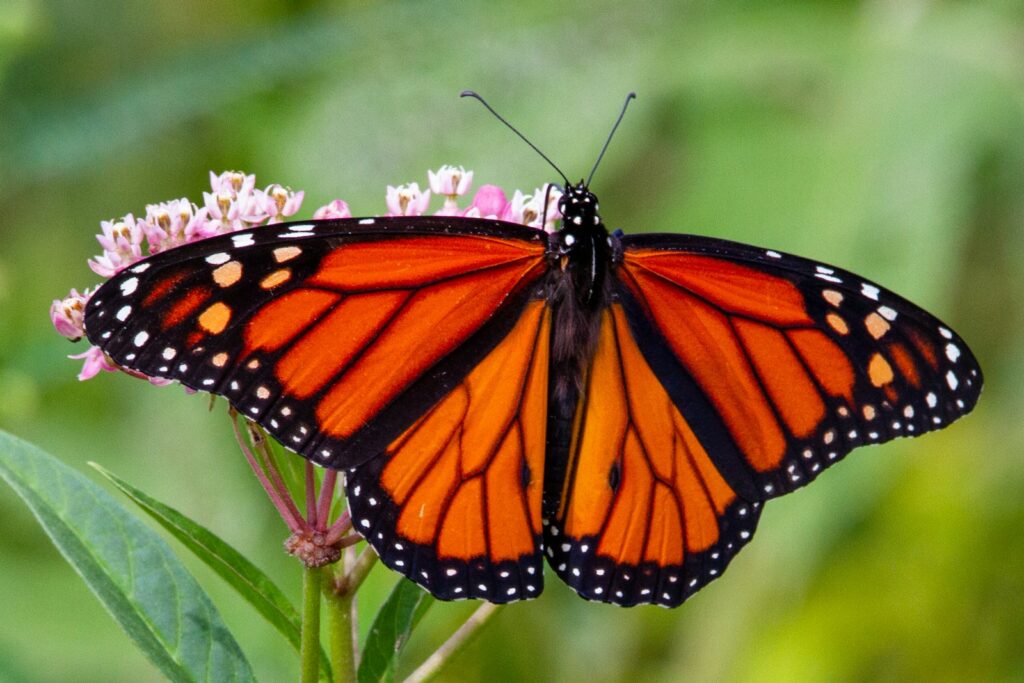 A vibrant monarch butterfly perched delicately on a colorful flower, showcasing nature's beauty and intricate details.