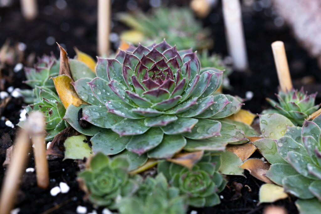 A close up of a plant in a pot