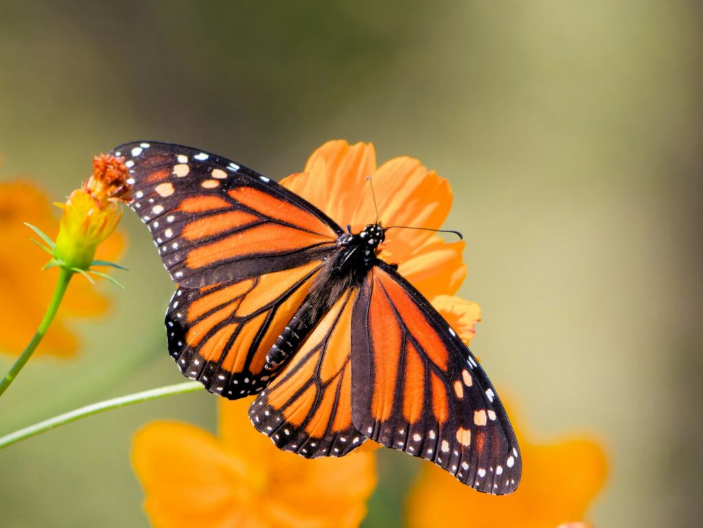 A close up of a butterfly on a flower