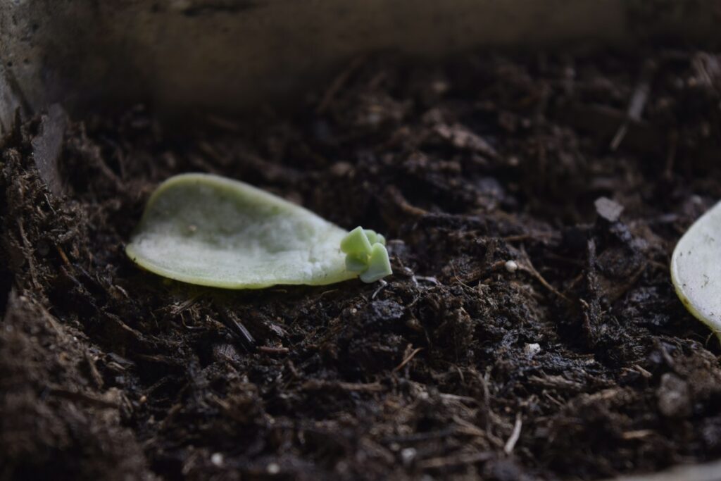 A close up of a seedling plant with dirt on the ground