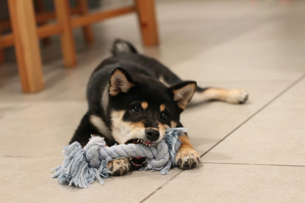 Black and white short coated dog lying on white ceramic floor tiles