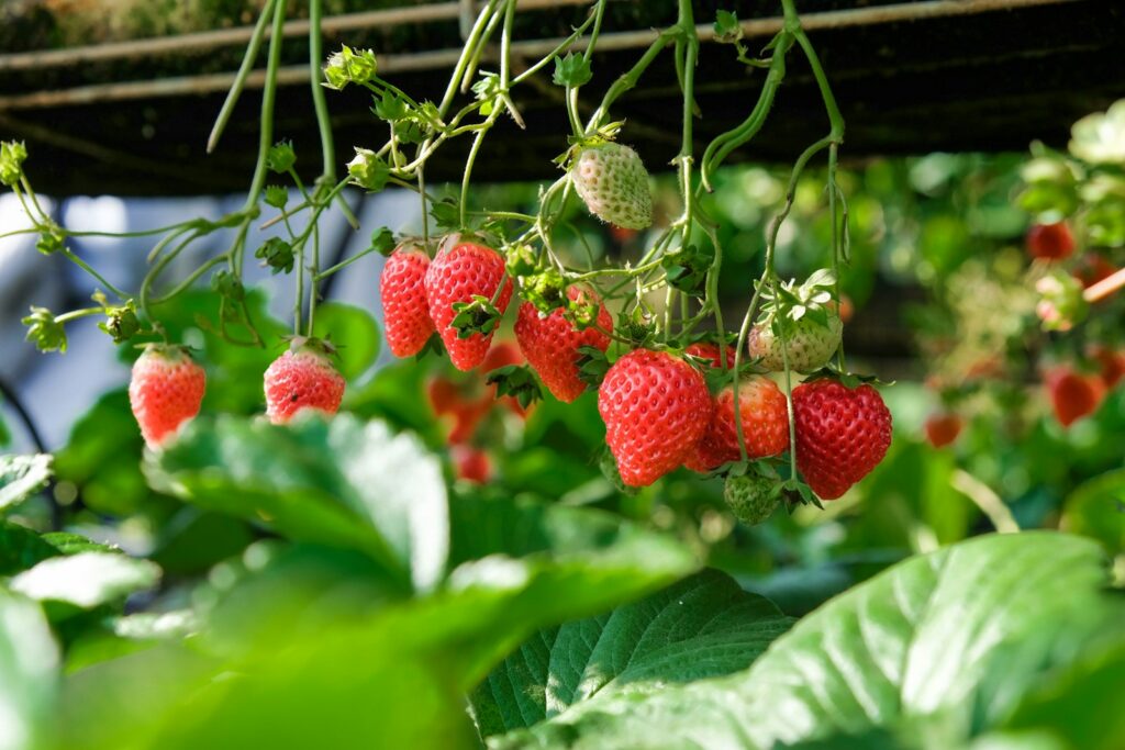 Strawberries in shallow focus