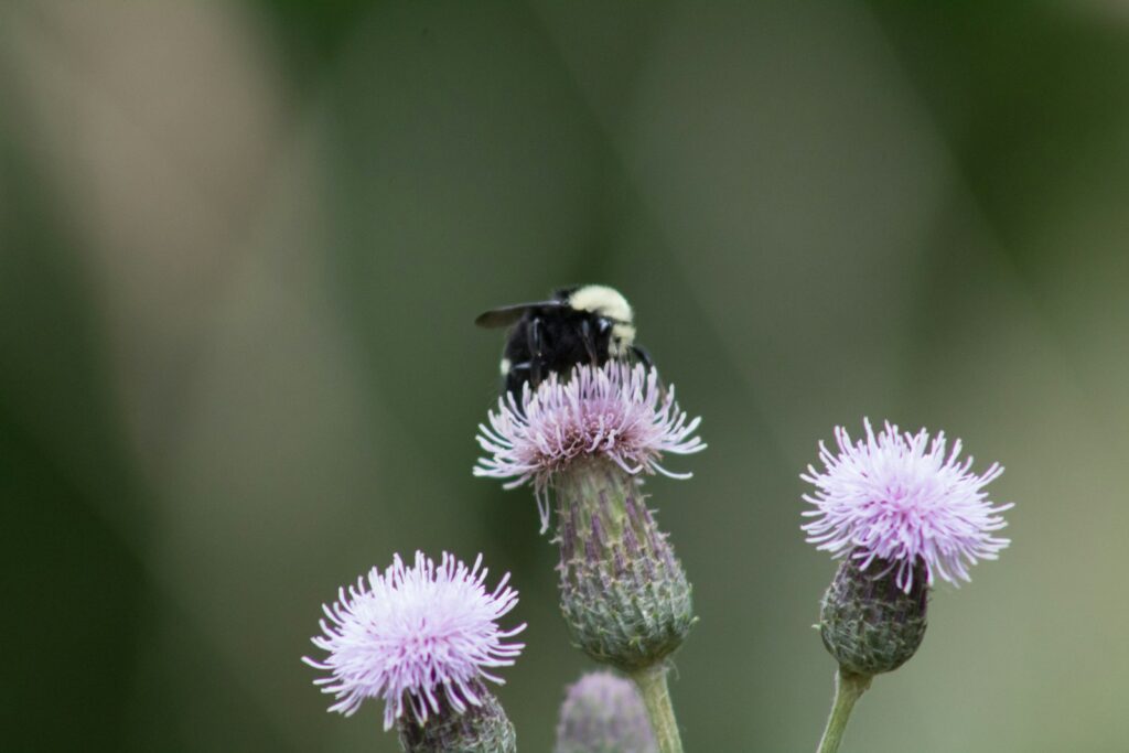 Black and yellow bee on purple flower