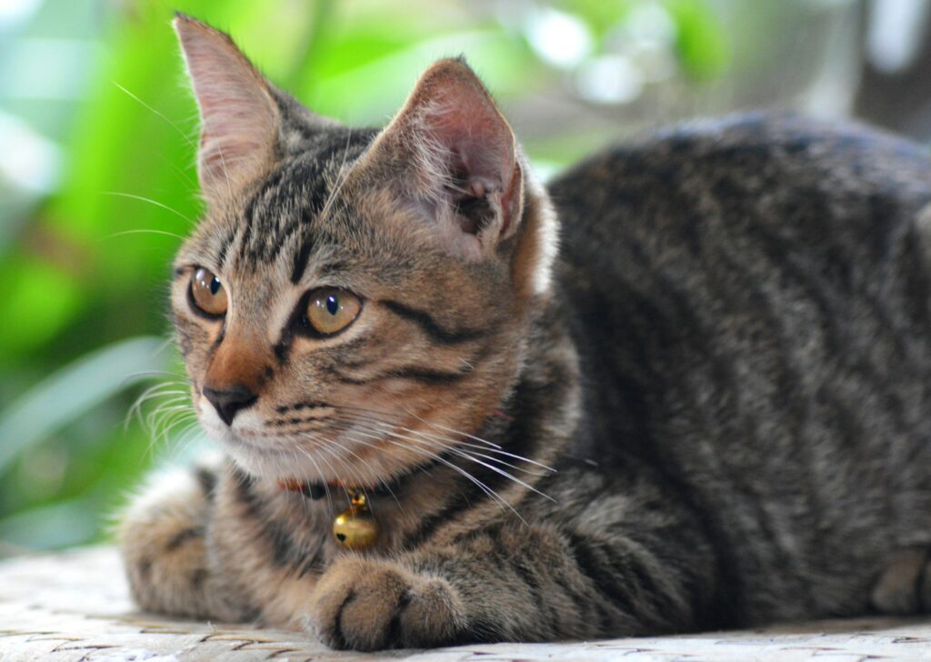 A cat is laying down on a table