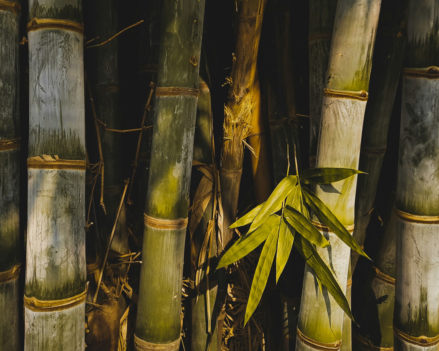 A group of bamboo trees with green leaves