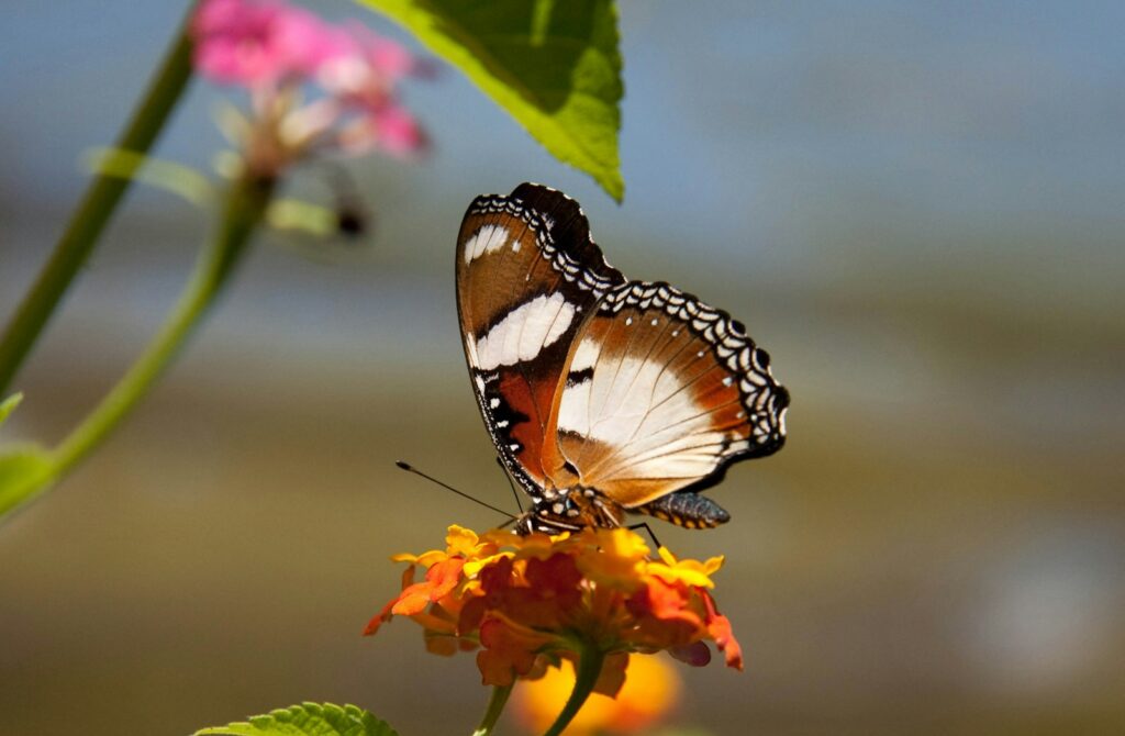 A butterfly sits gracefully on a flower, with a soft green background enhancing its beauty.