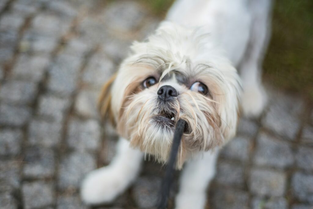 A small dog with a stick in its mouth