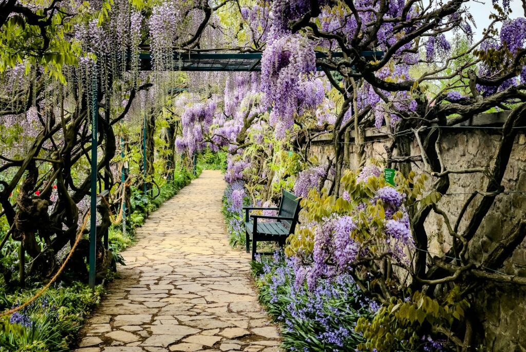 A stone pathway leads through wisteria-covered arches.