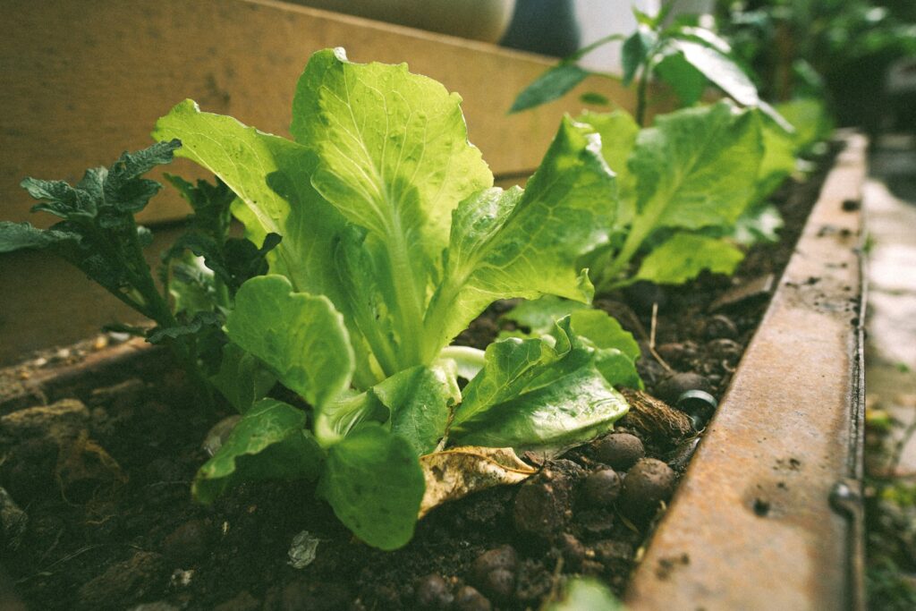 A close up of a plant in a wooden box