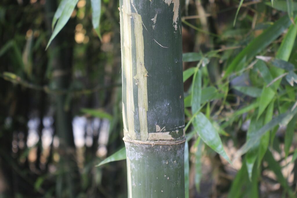 A close up of a bamboo pole with leaves in the background