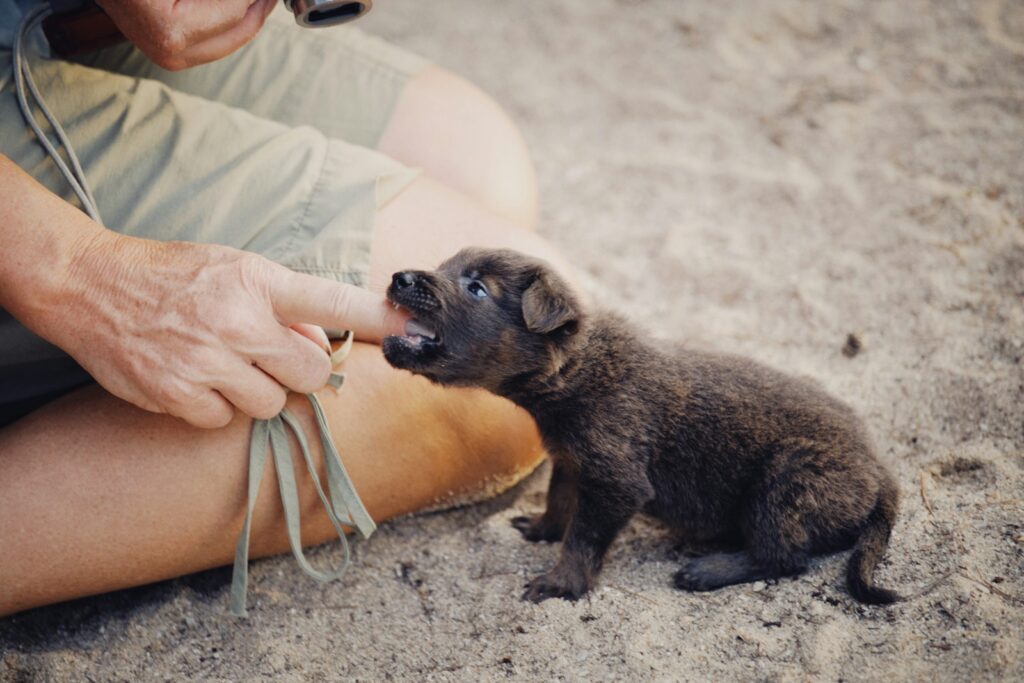 A man holding a small black and brown puppy