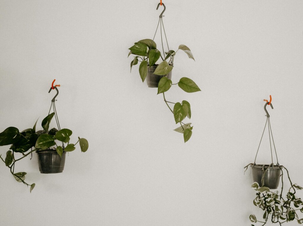 Three hanging plants on a white wall