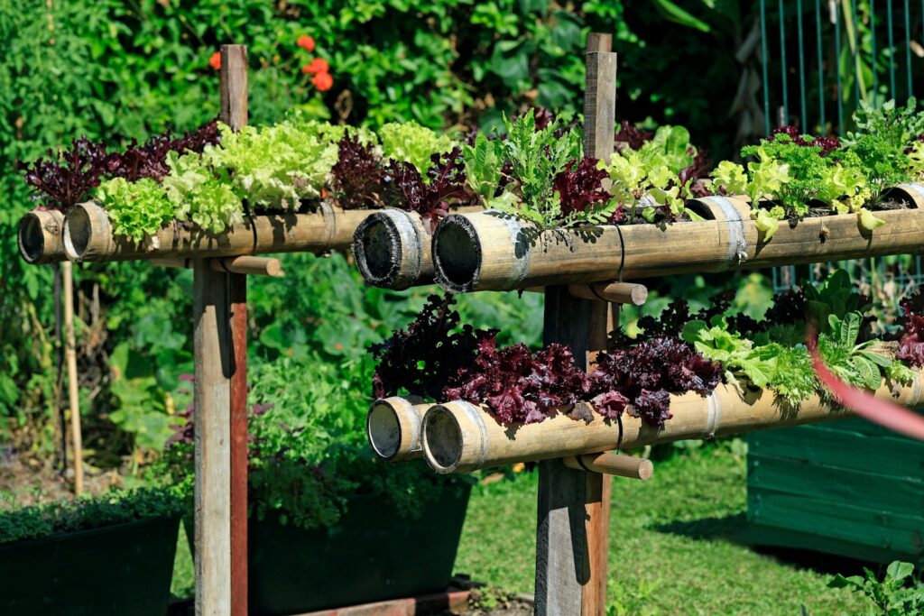 A bunch of plants that are in a garden