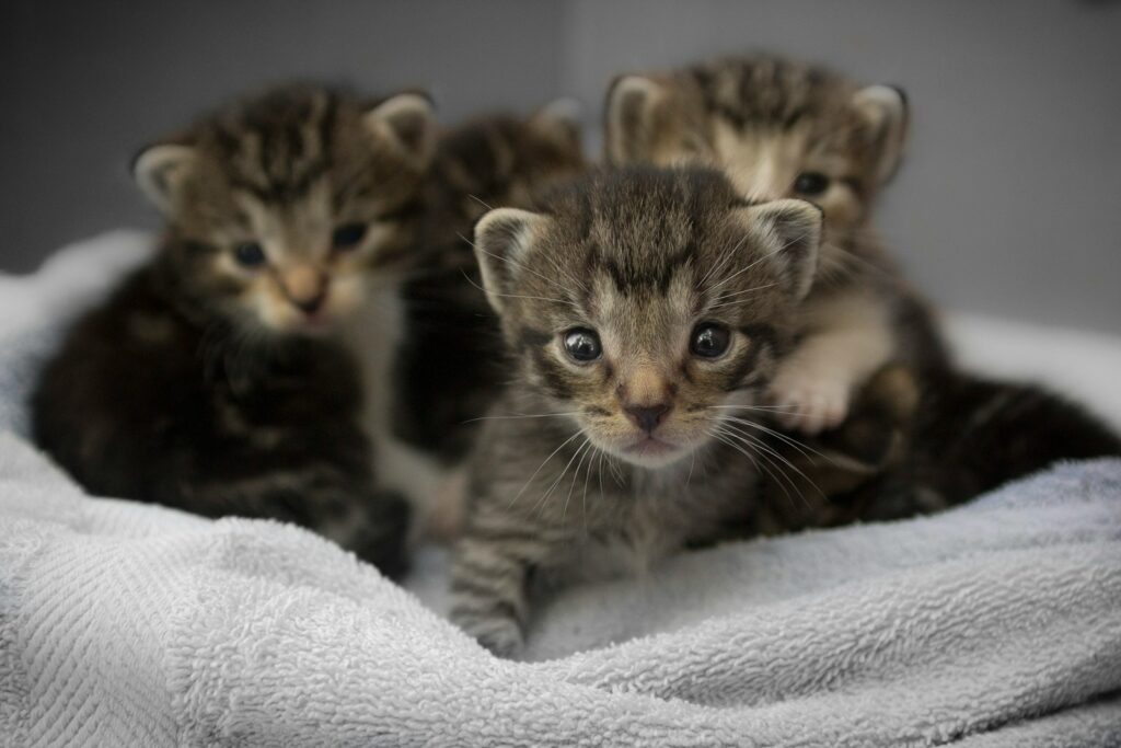Four brown tabby kittens